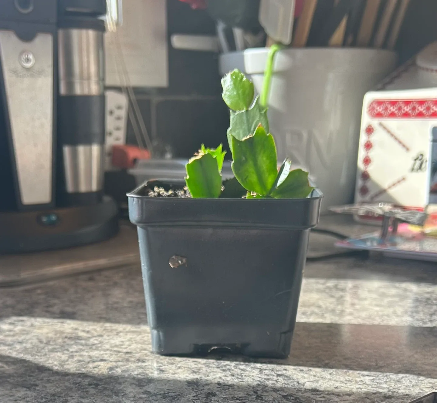 Potted Christmas Cactus Plant thumbnail