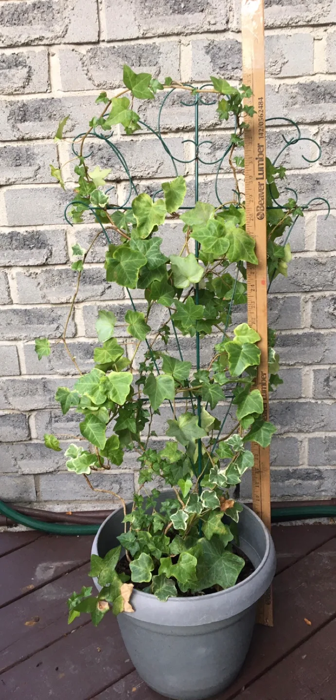 Potted Variegated English Ivy with Trellis image indicator(3)