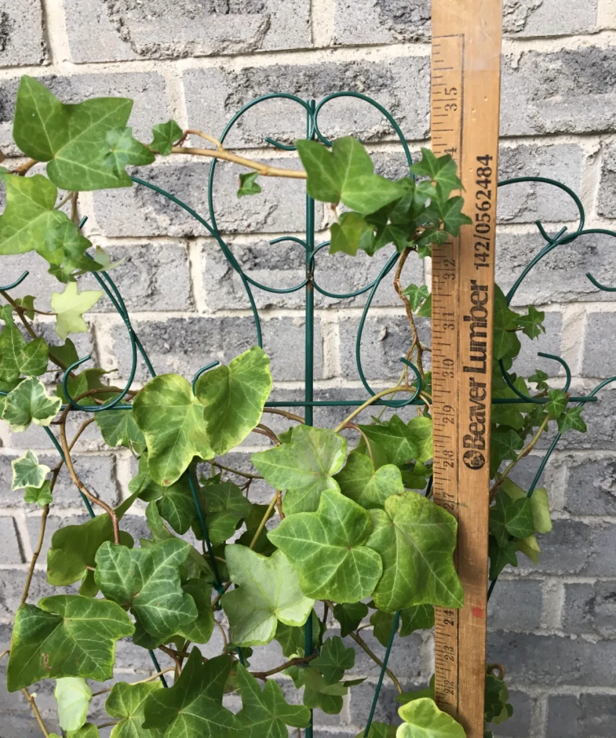 Potted Variegated English Ivy with Trellis image indicator(2)