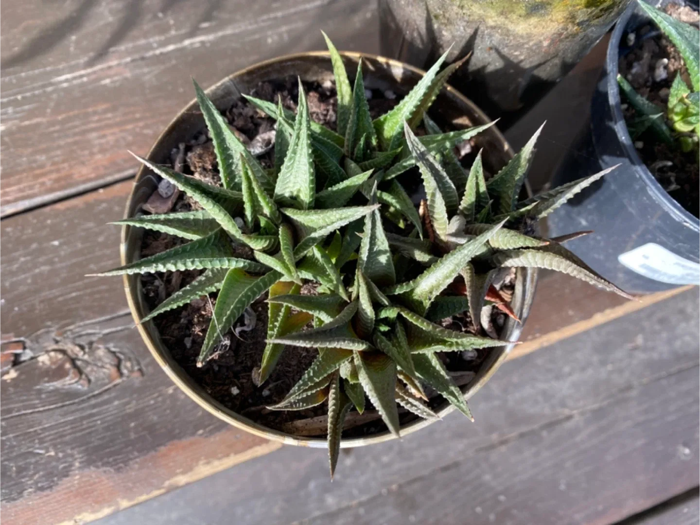 Haworthia Plant near West Edmonton Mall thumbnail