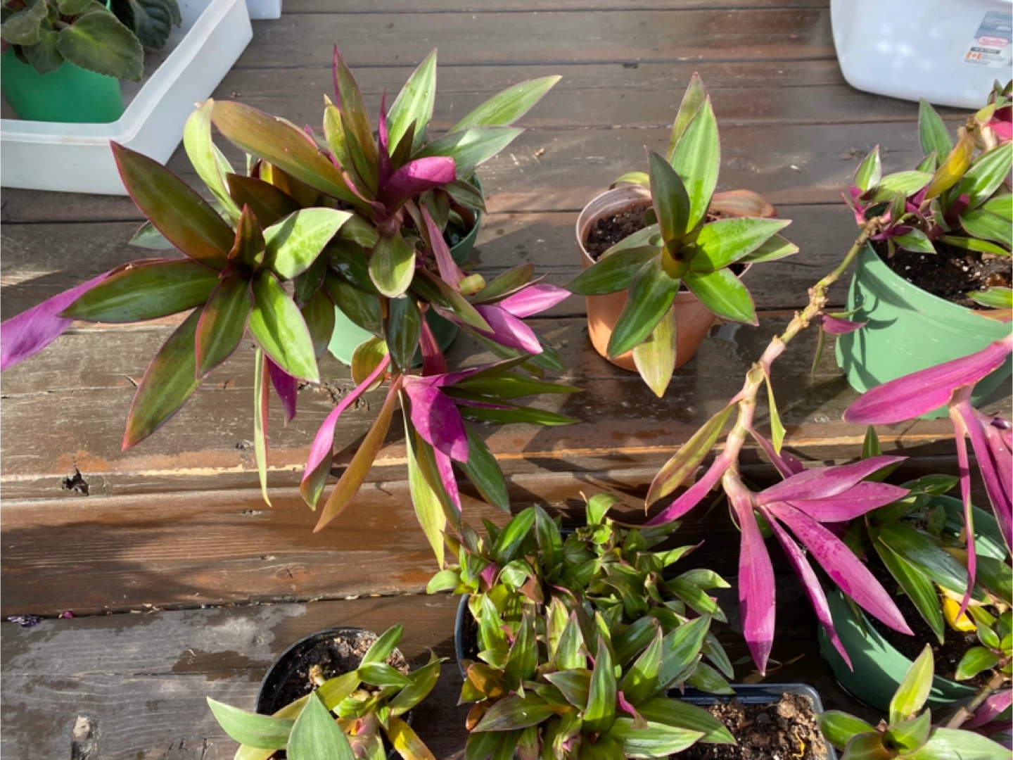 Tradescantia Spathacea Plants - photo 3
