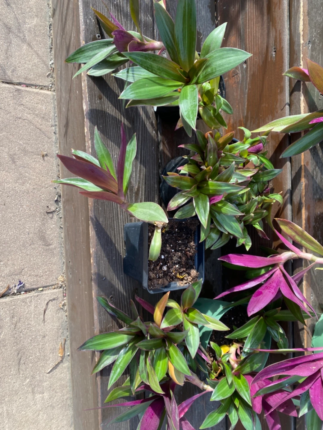 Tradescantia Spathacea Plants - photo 2