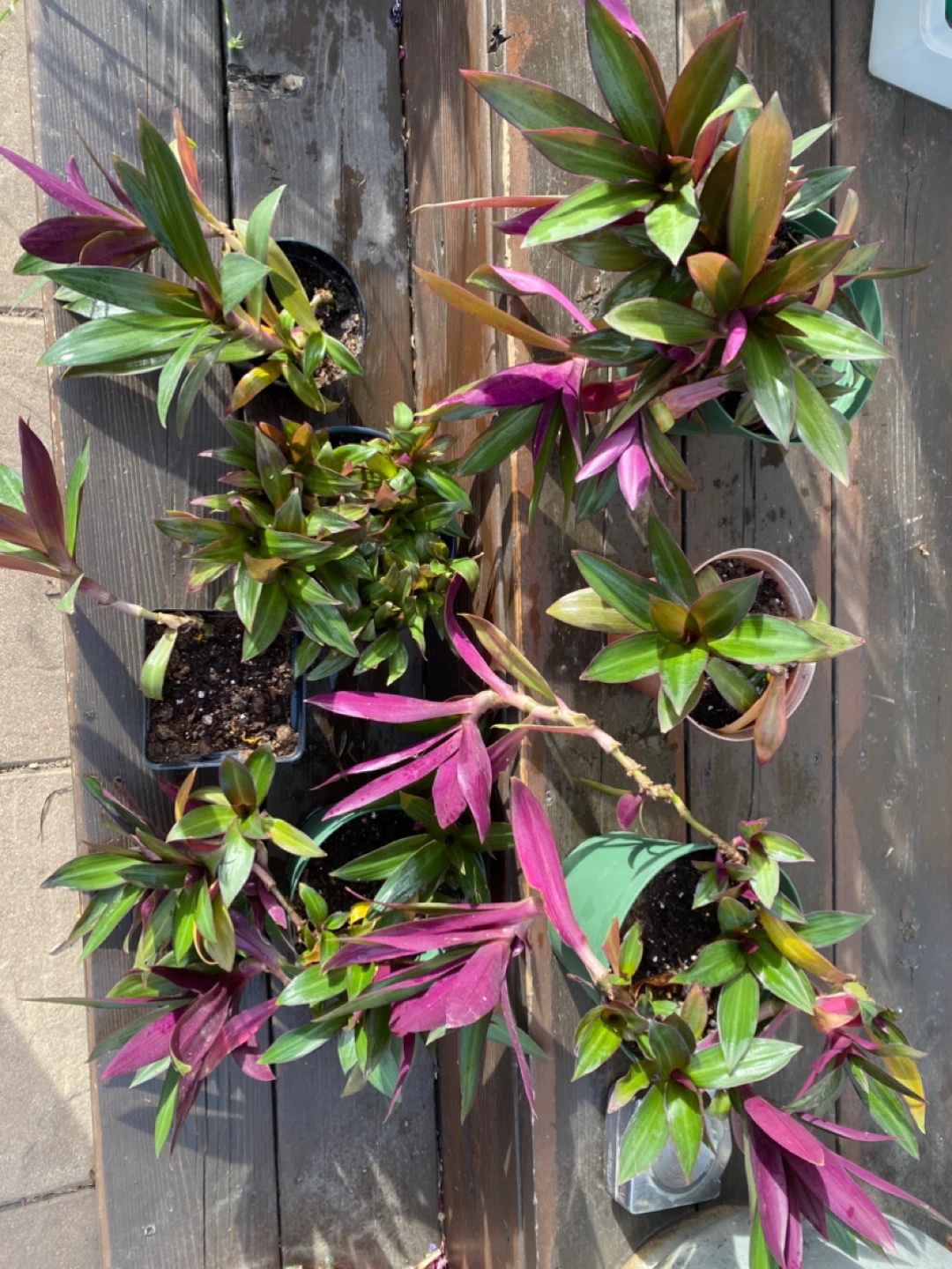 Tradescantia Spathacea Plants