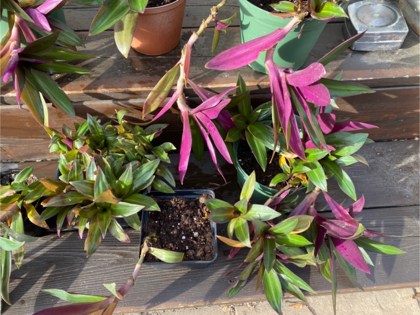 Tradescantia Spathacea Plants - photo 5