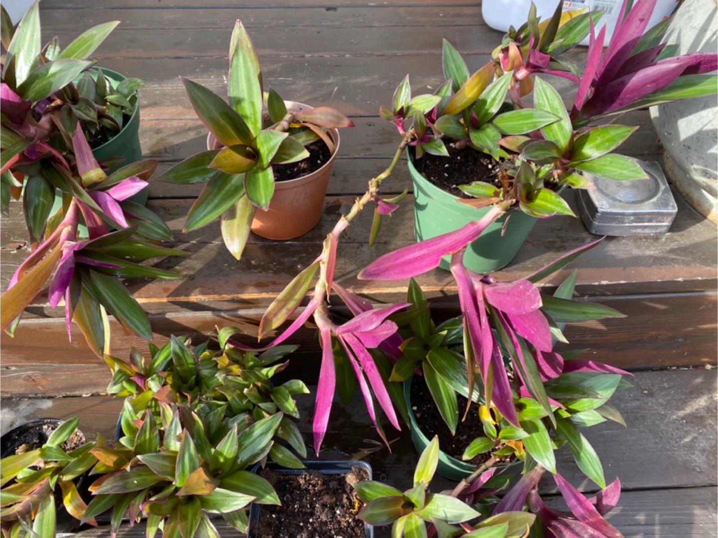 Tradescantia Spathacea Plants - photo 4