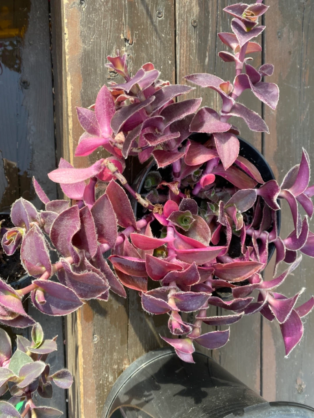 Tradescantia zebrina (Wandering Jew) Plant - photo 2