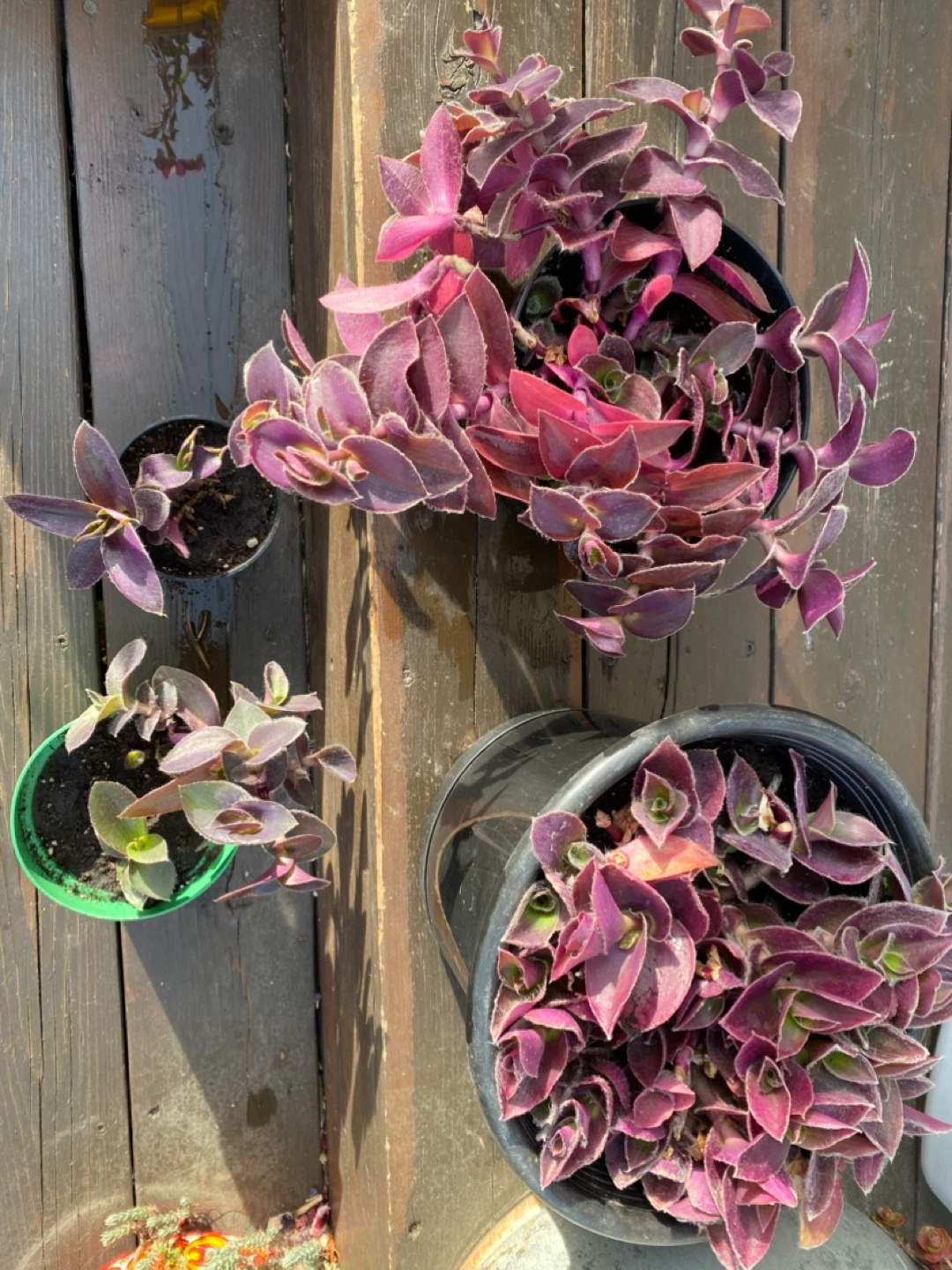 Tradescantia zebrina (Wandering Jew) Plant - photo 3