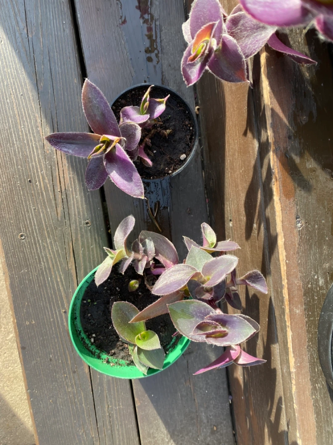 Tradescantia zebrina (Wandering Jew) Plant - photo 4
