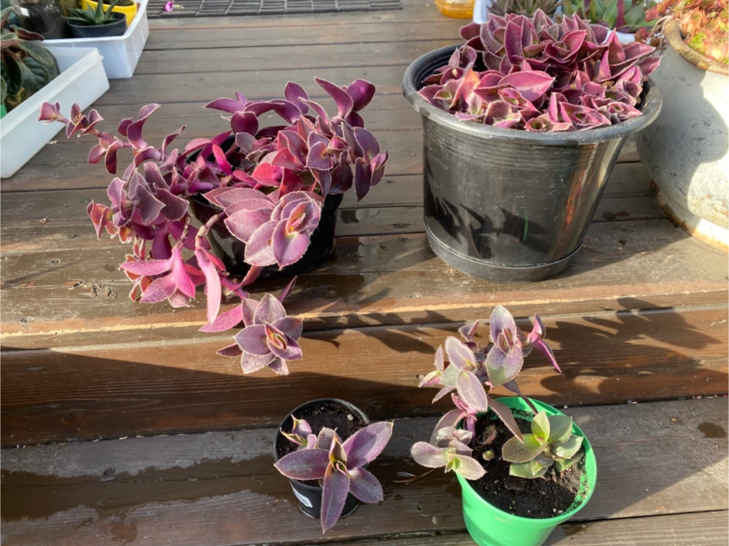 Tradescantia zebrina (Wandering Jew) Plant - photo 5