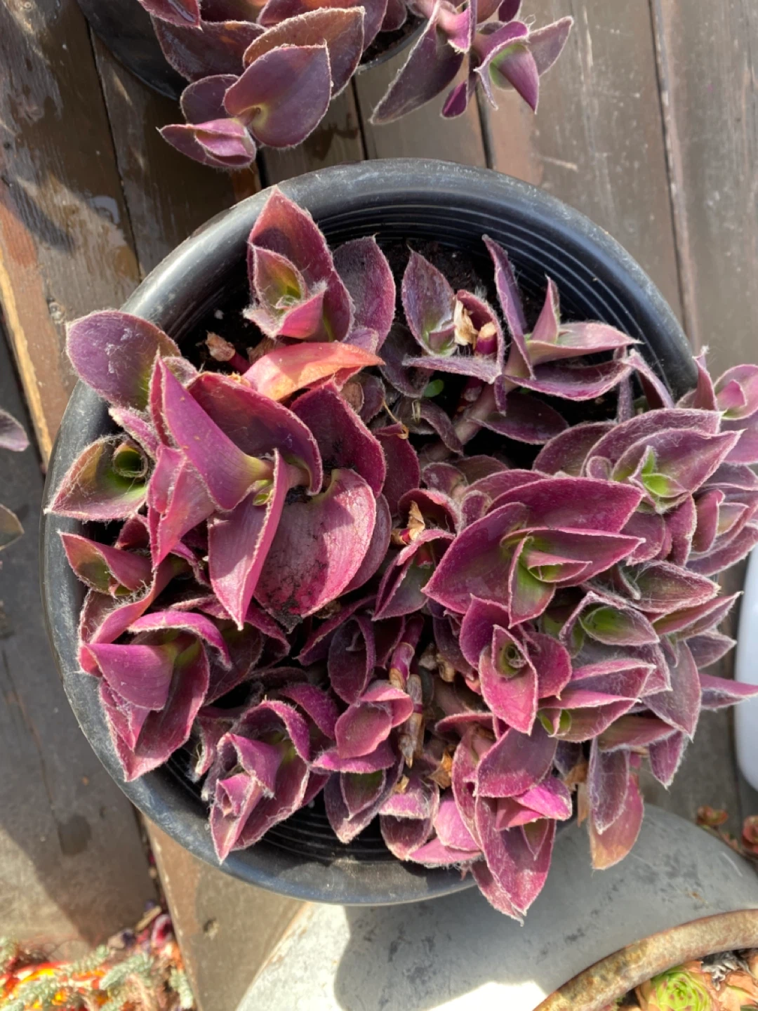 Tradescantia zebrina (Wandering Jew) Plant