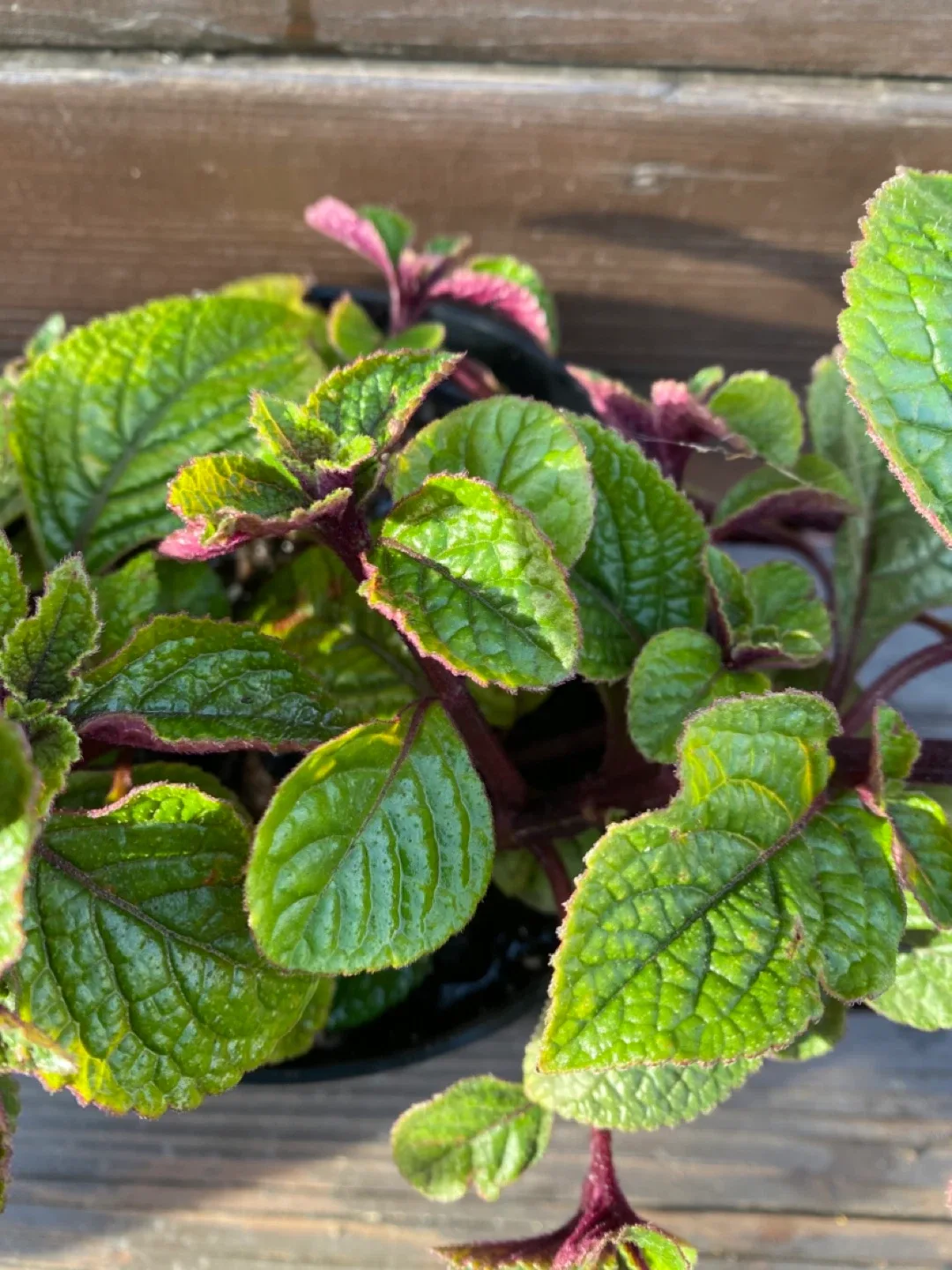 Swedish ivy houseplants near WEM thumbnail