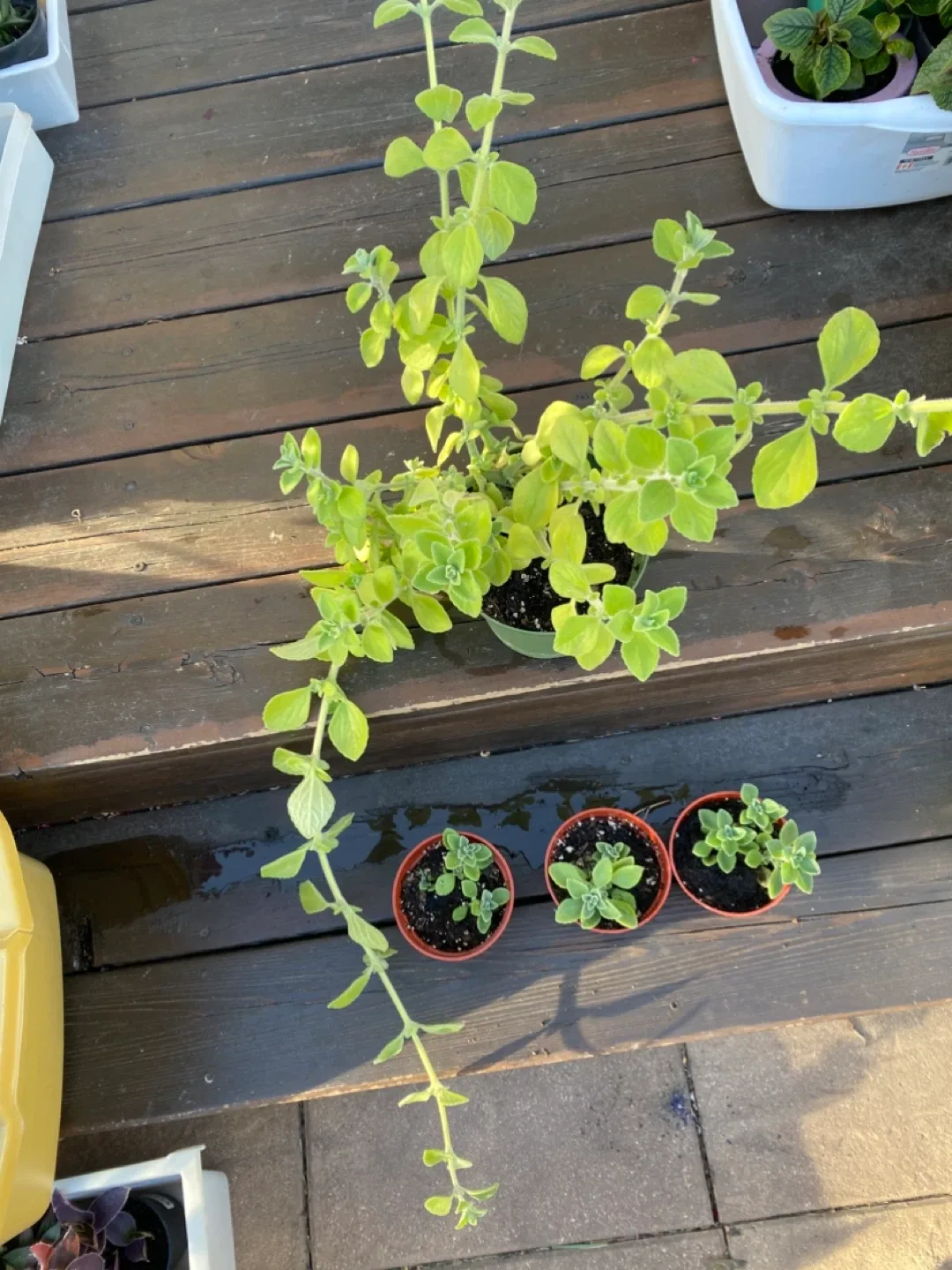 Cuban Oregano Plants near WEM thumbnail