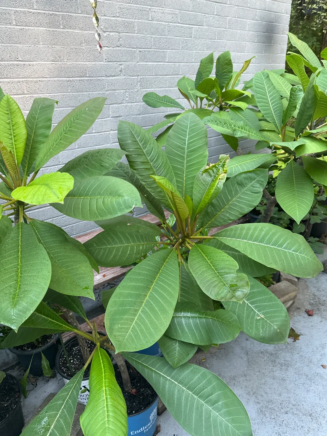 Beautiful Plumerias image indicator(2)