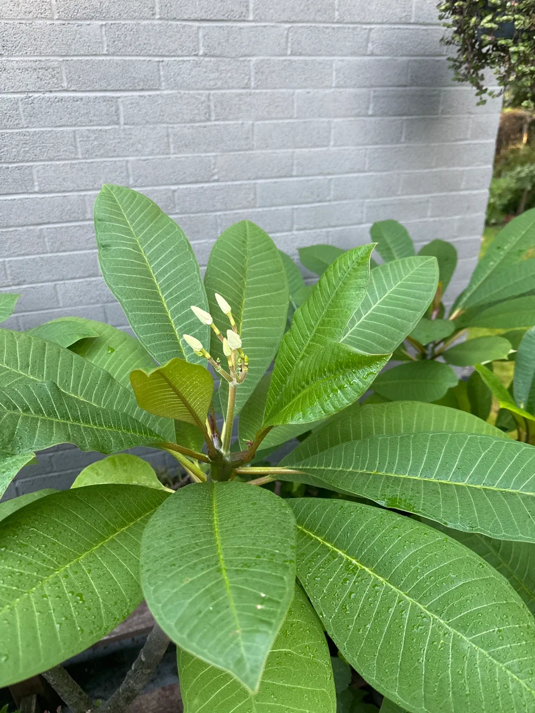 Beautiful Plumerias image indicator(3)