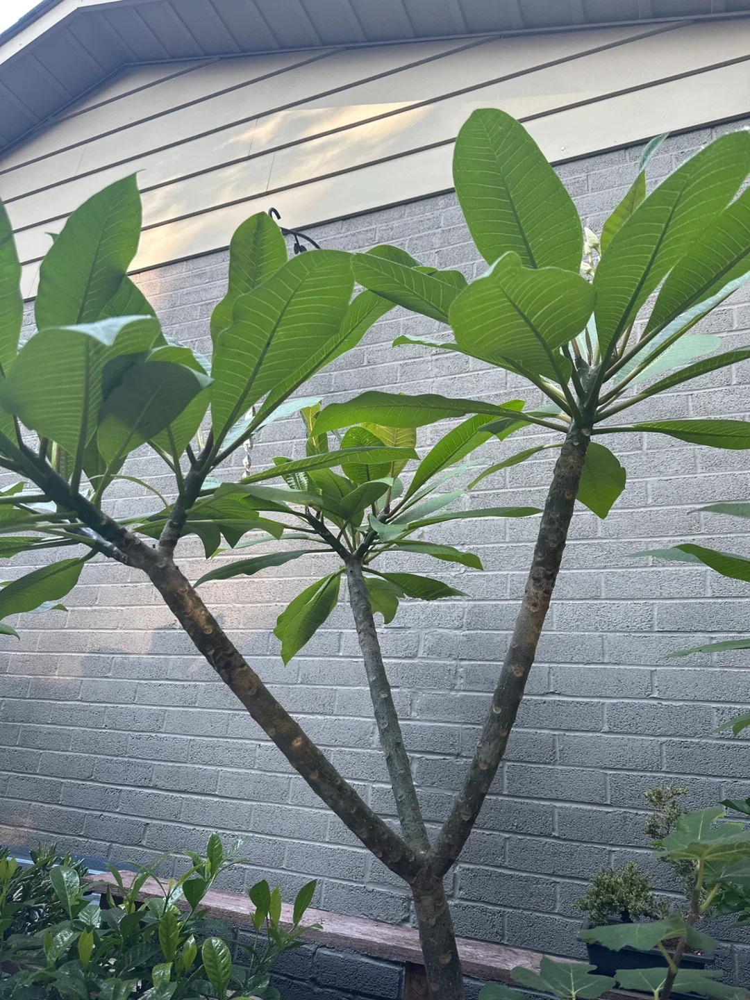 Beautiful Plumerias image indicator(5)