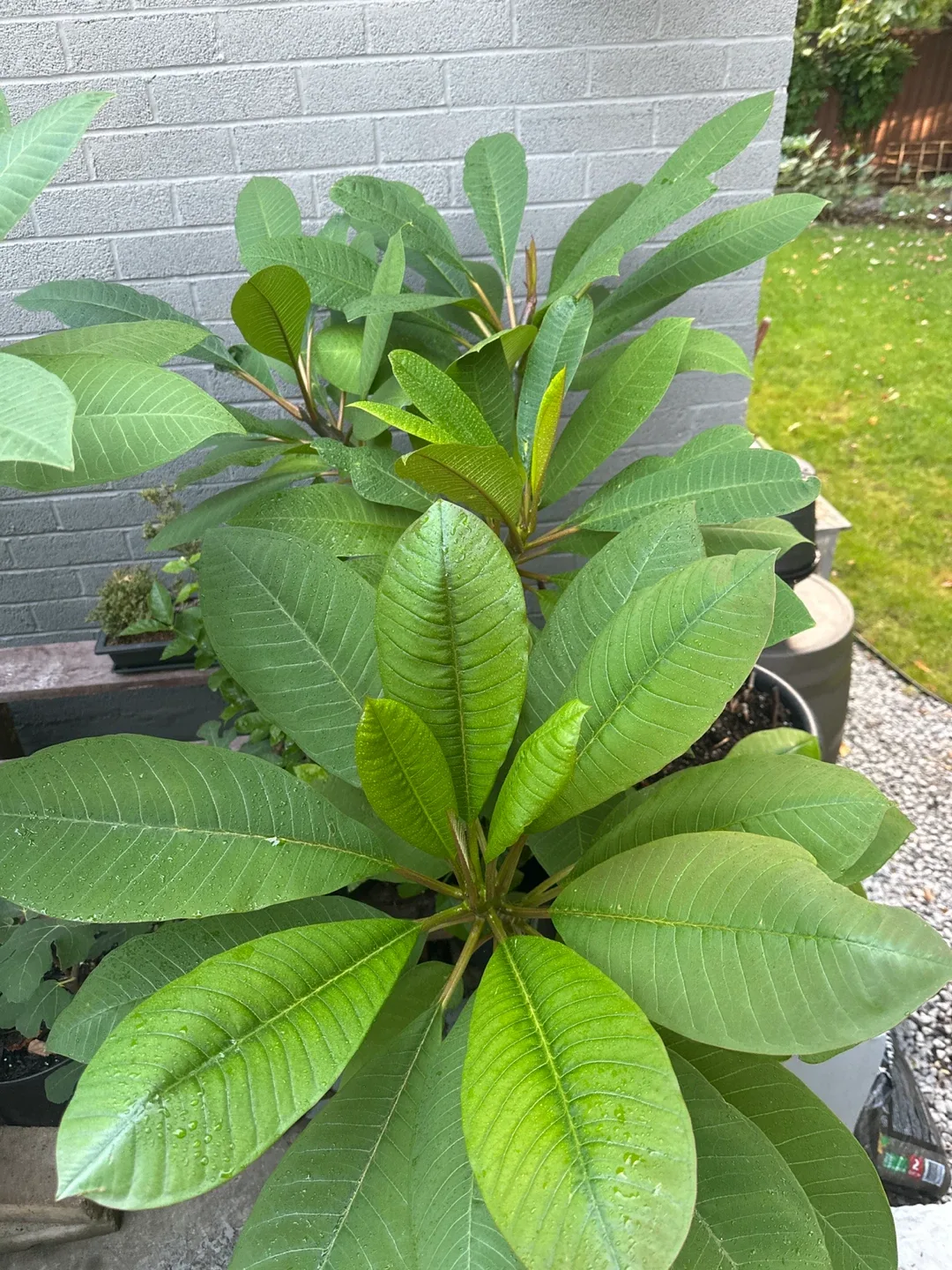 Beautiful Plumerias image indicator(4)