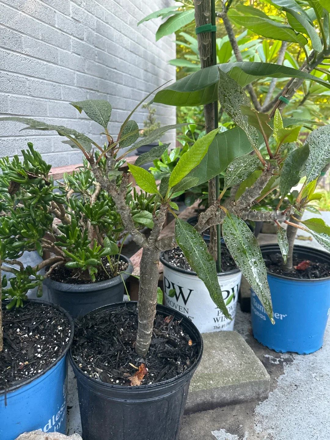 Beautiful Plumerias image indicator(7)