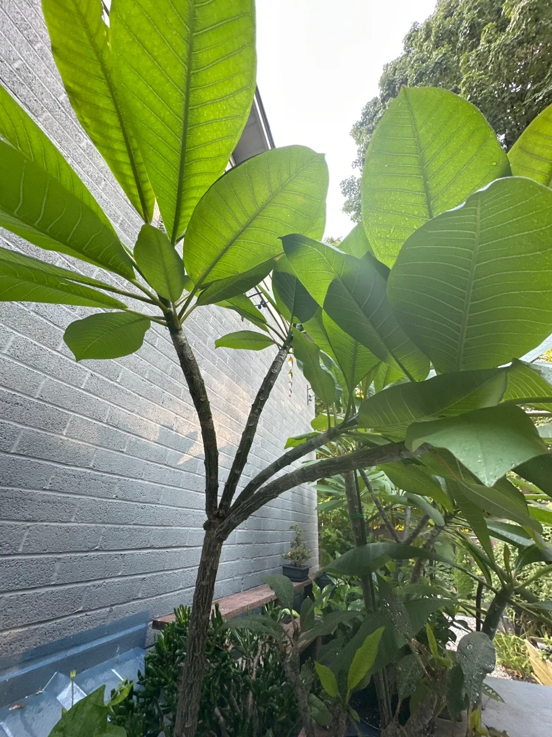 Beautiful Plumerias image indicator(8)