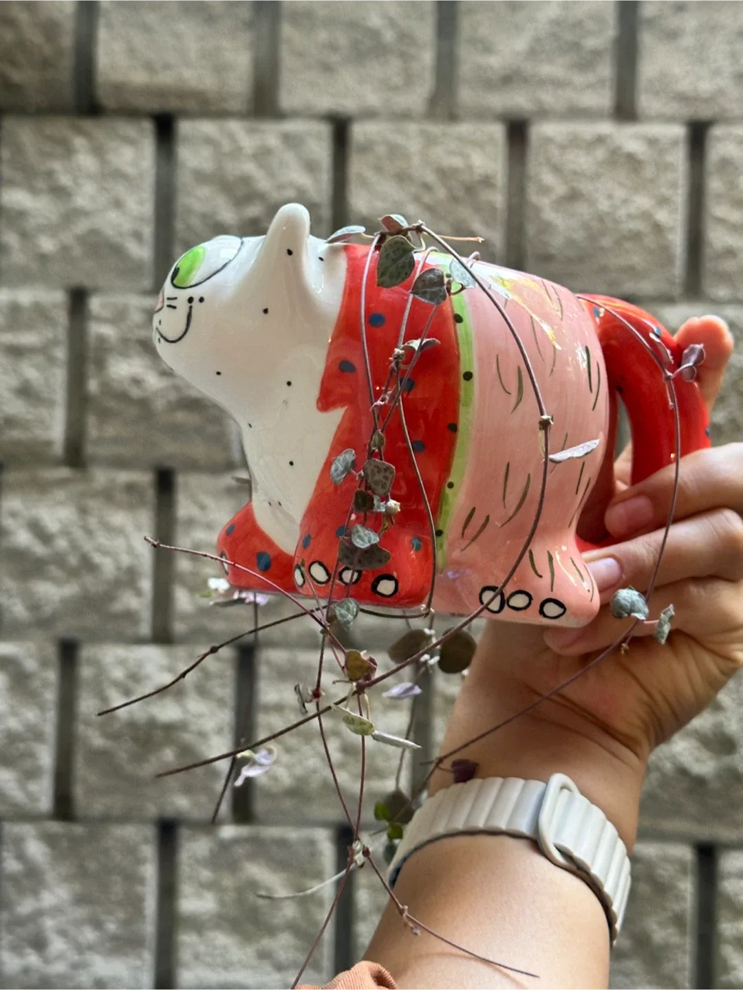 String of Hearts Plant image indicator(3)