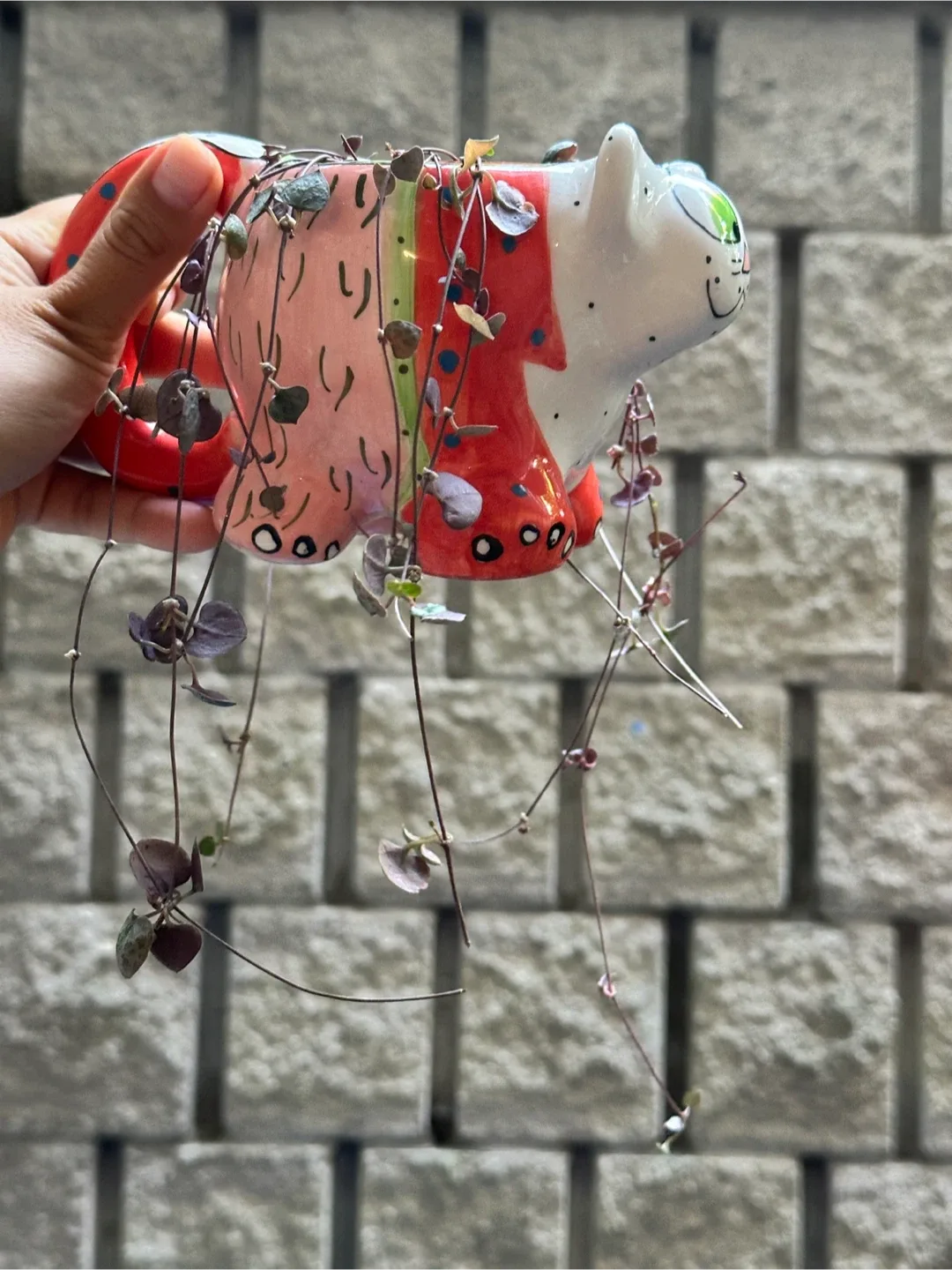 String of Hearts Plant image indicator(2)