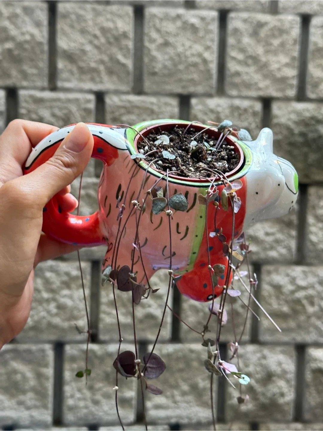 String of Hearts Plant image indicator(4)