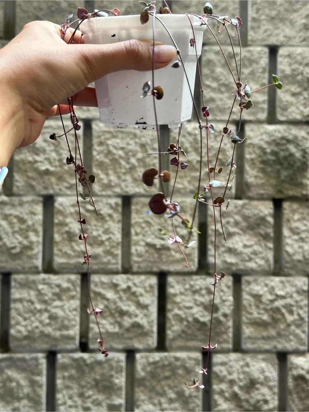 String of Hearts Plant image indicator(2)