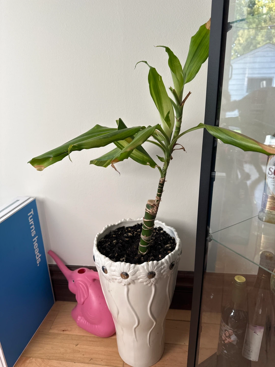 Potted Dracaena fragrans Plant