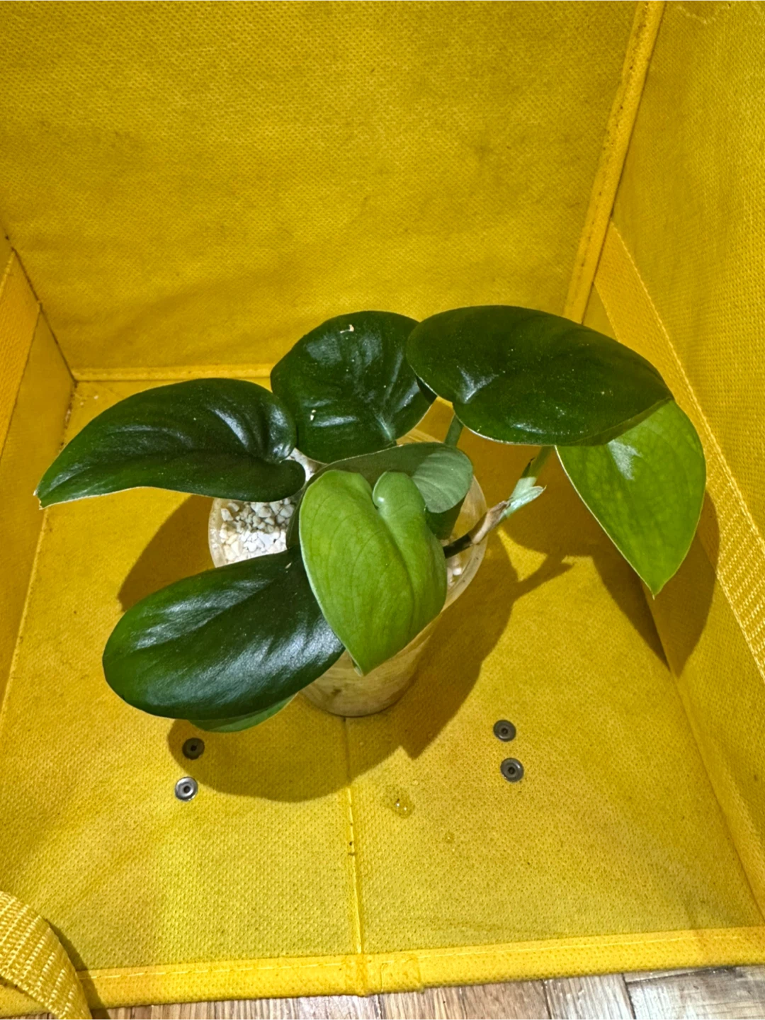 Scindapsus jade satin - photo 4