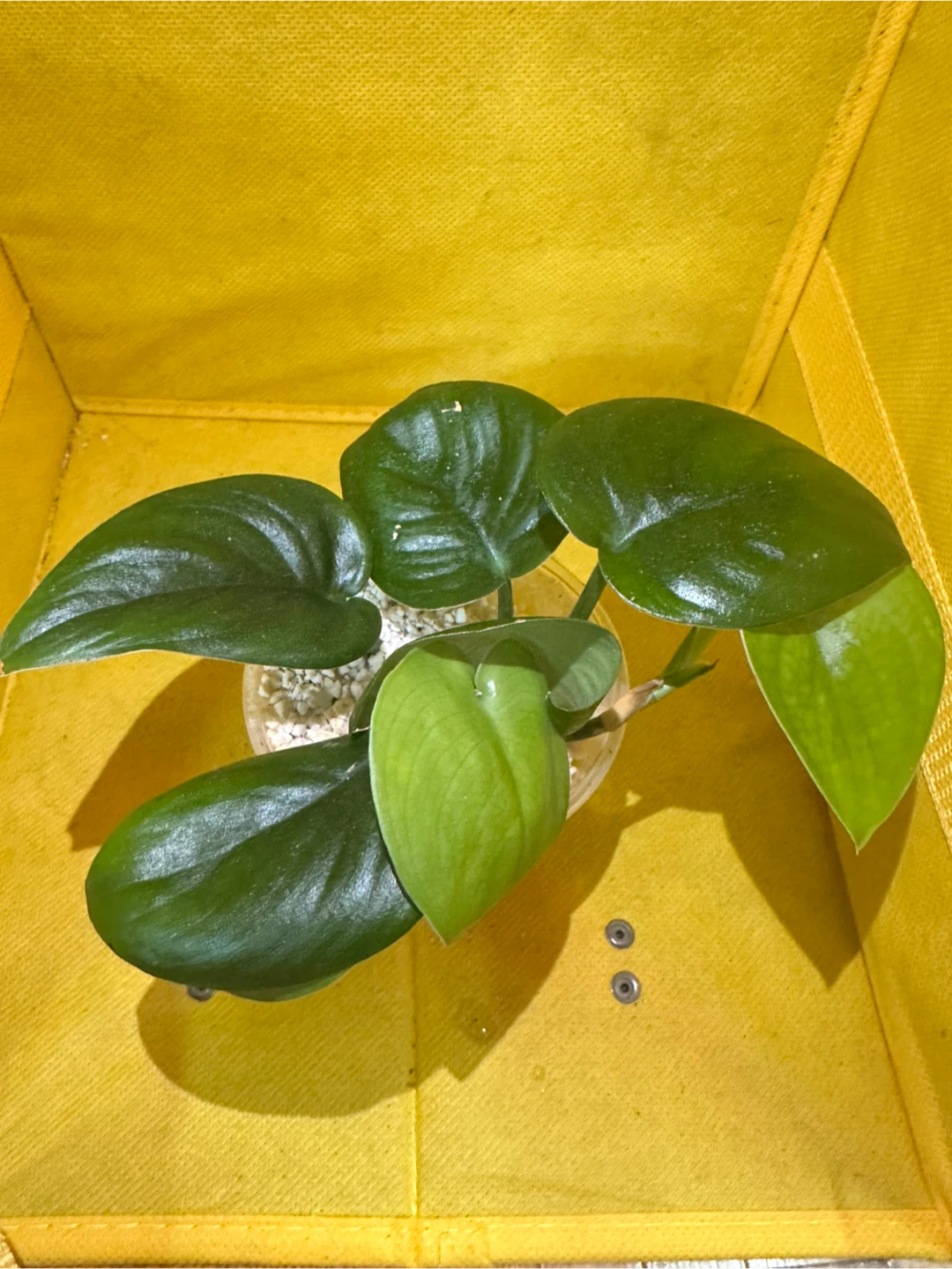 Scindapsus jade satin - photo 2