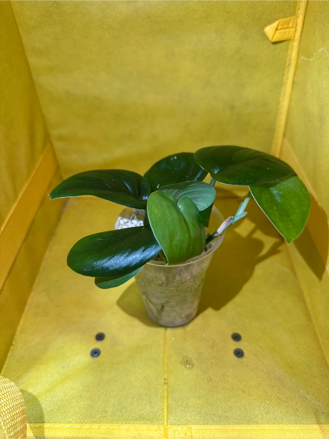 Scindapsus jade satin