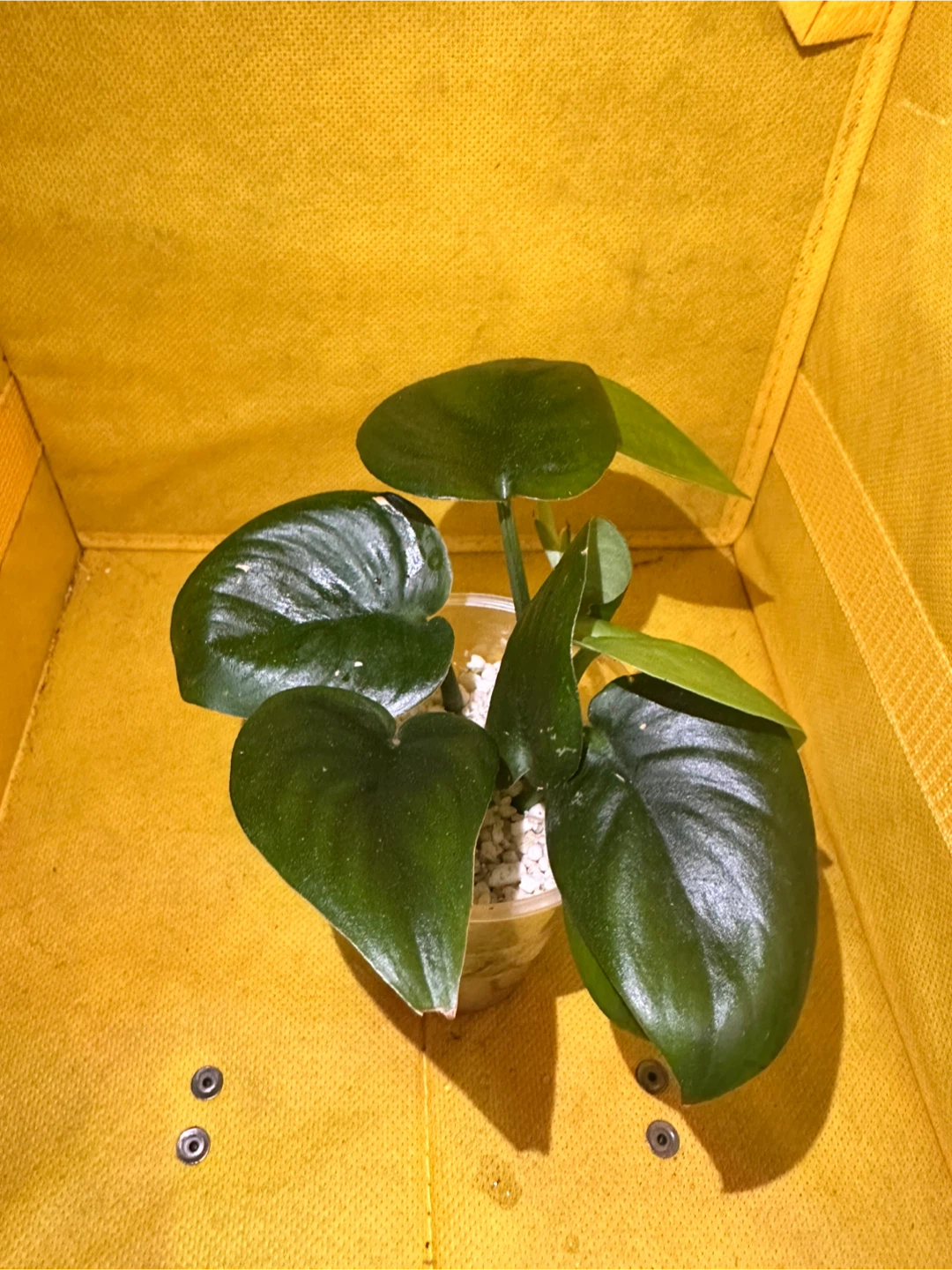 Scindapsus jade satin - photo 3