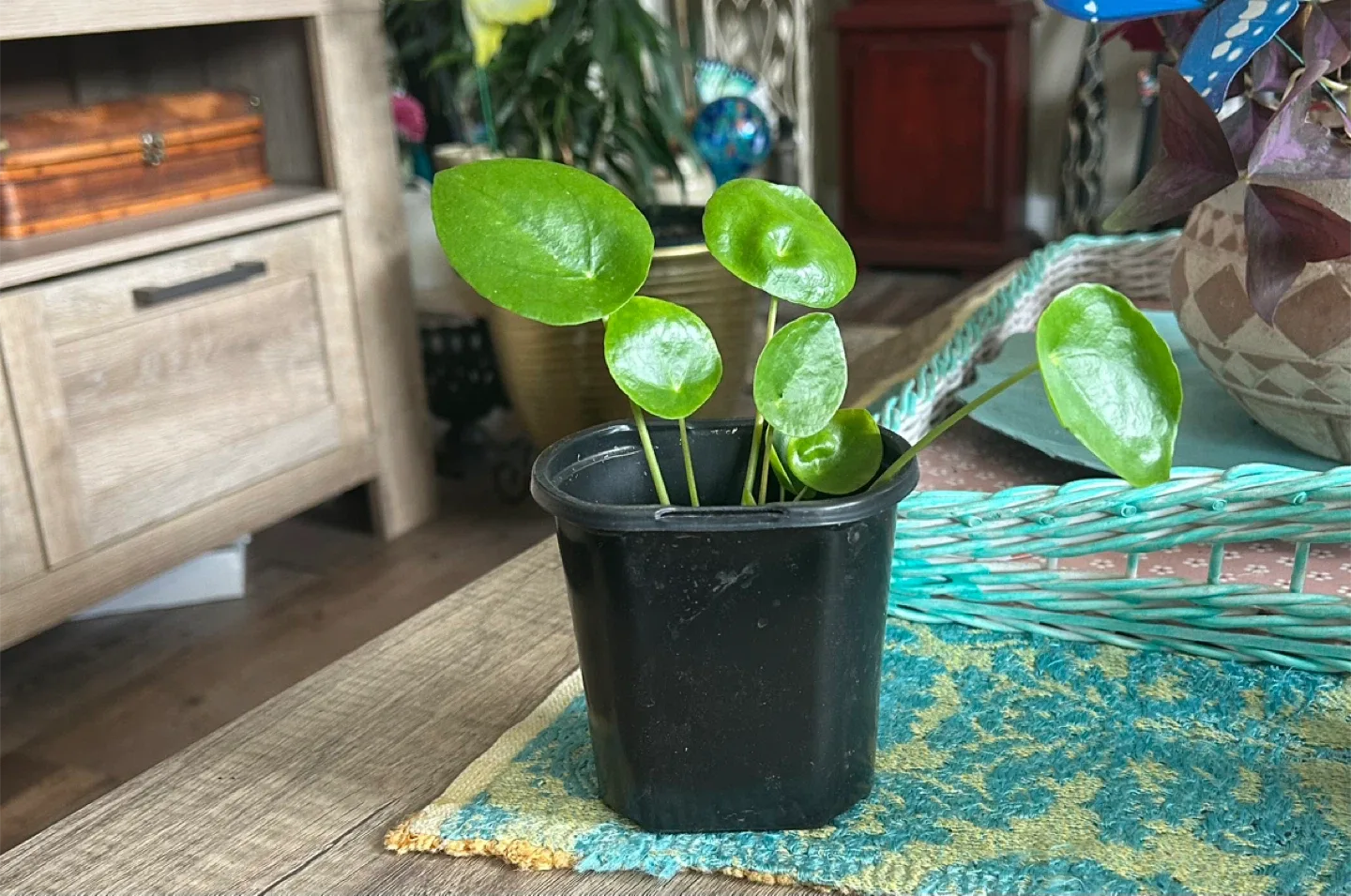 Chinese Money Plant (Pilea peperomioides) thumbnail