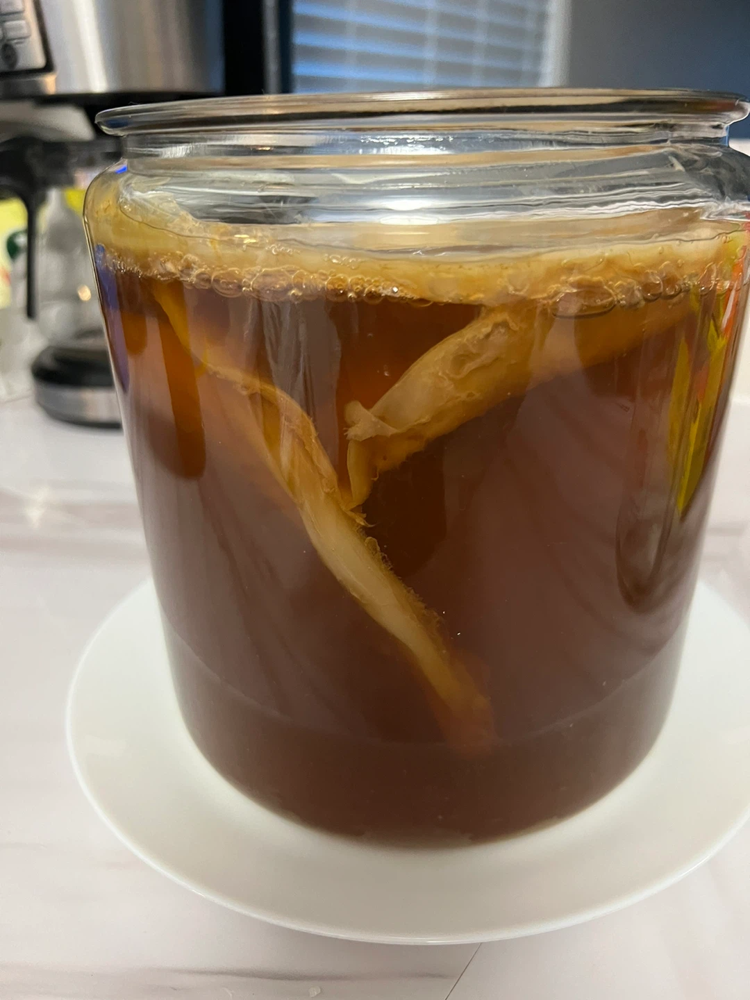 Kombucha SCOBY in Jar
