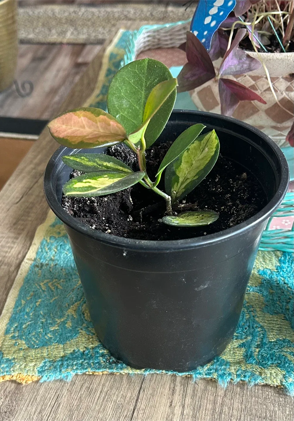 Hoya australis 'Lisa' thumbnail
