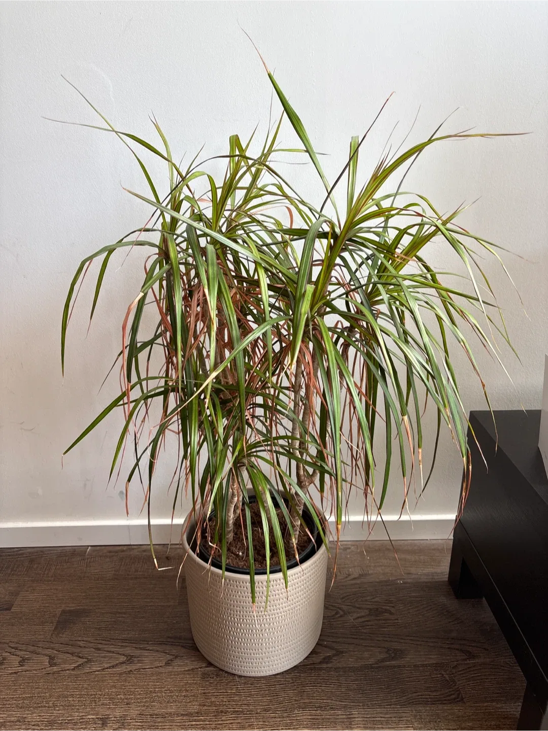 plant and pot, DRACAENA MARGINATA thumbnail