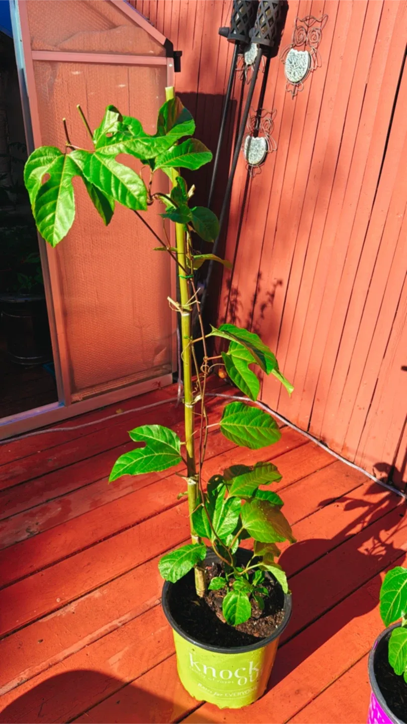 Passion Flower Plant image indicator(2)