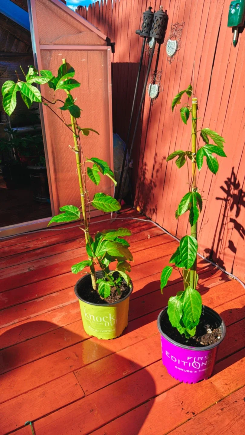 Passion Flower Plant image indicator(3)