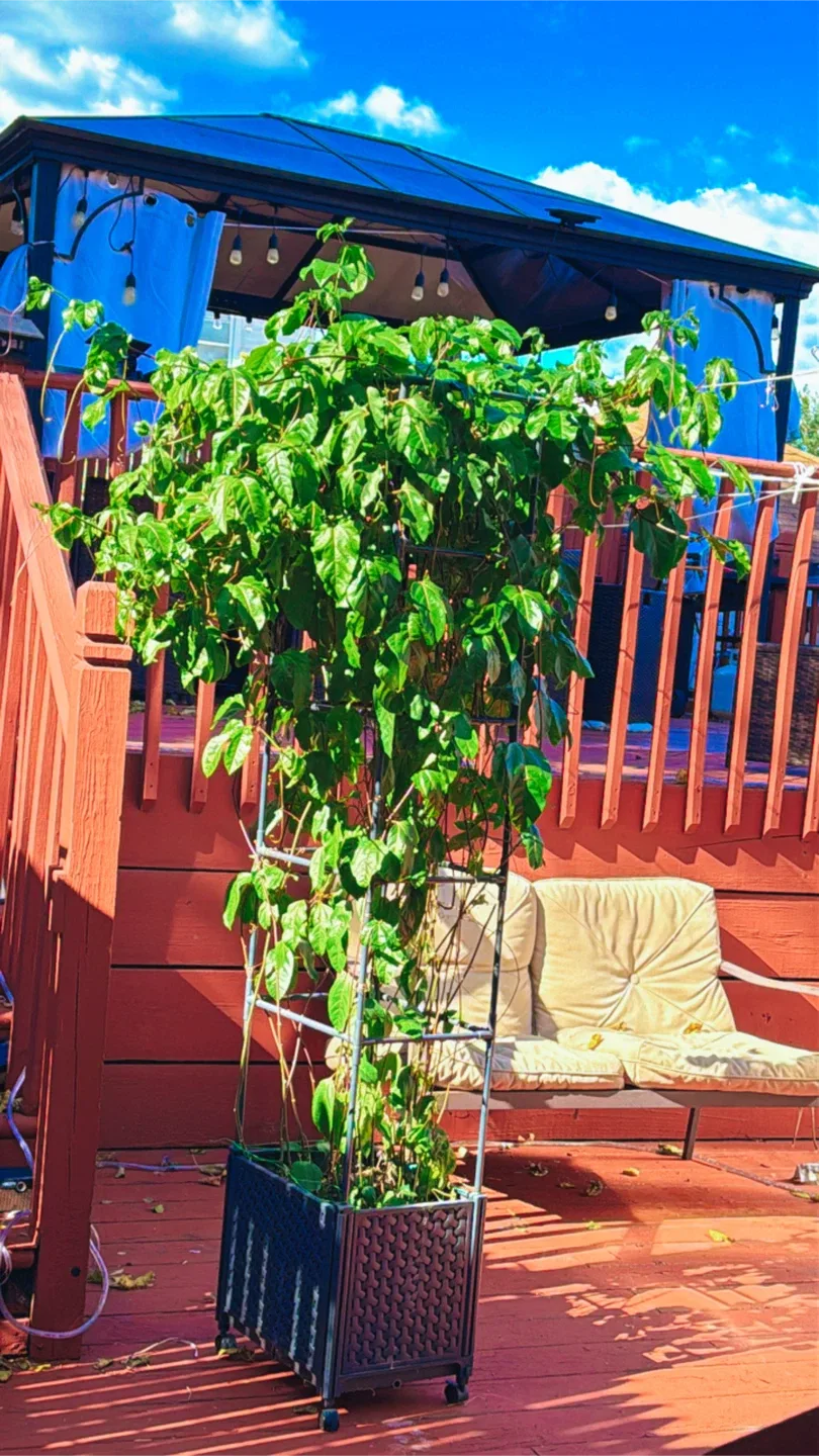 Passion Flower Plant image indicator(4)