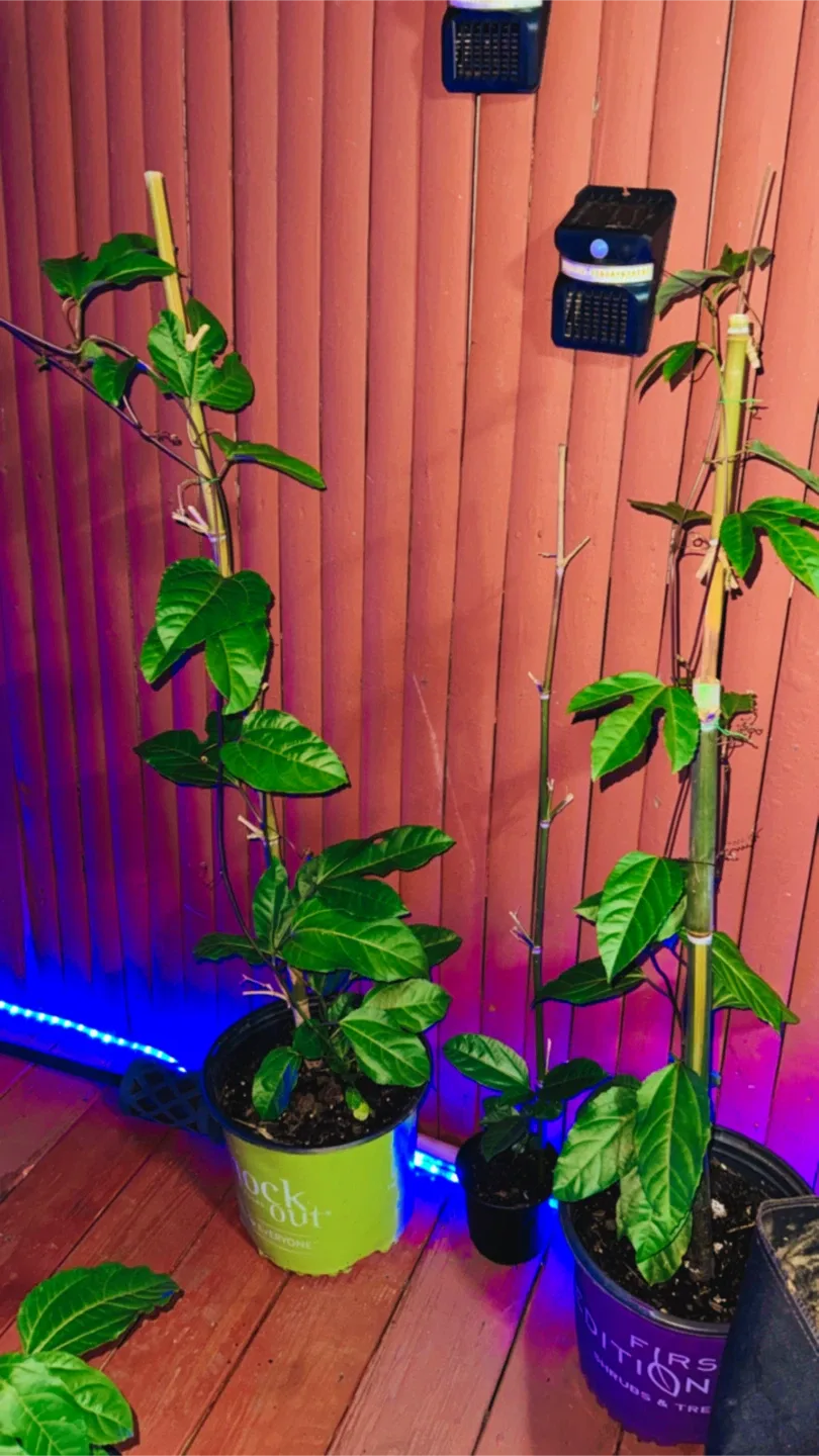 Passion Flower Plant image indicator(6)