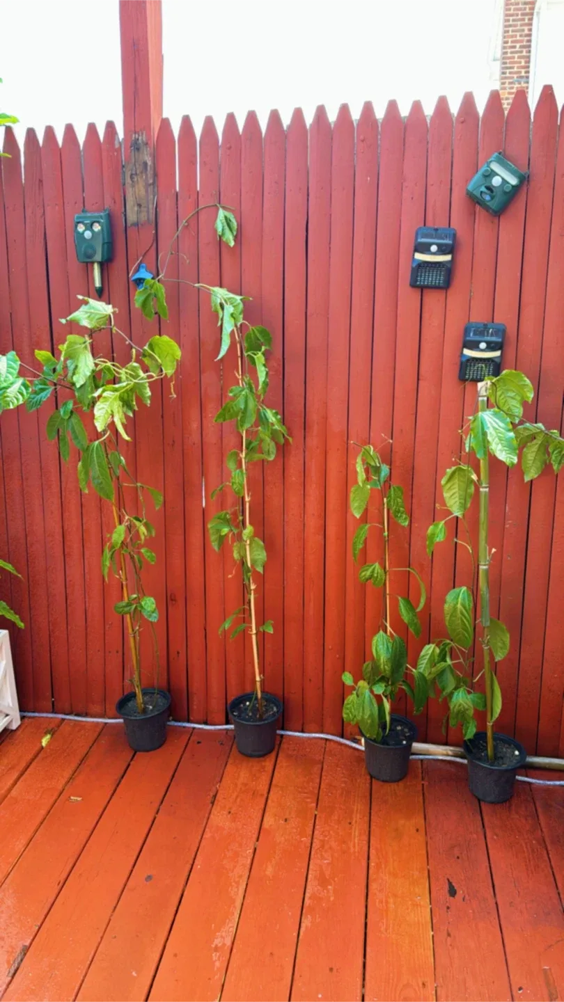 Passion Flower Plant image indicator(5)