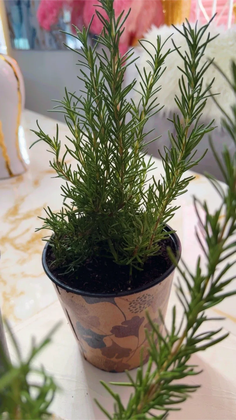 Potted Rosemary Plant image indicator(4)