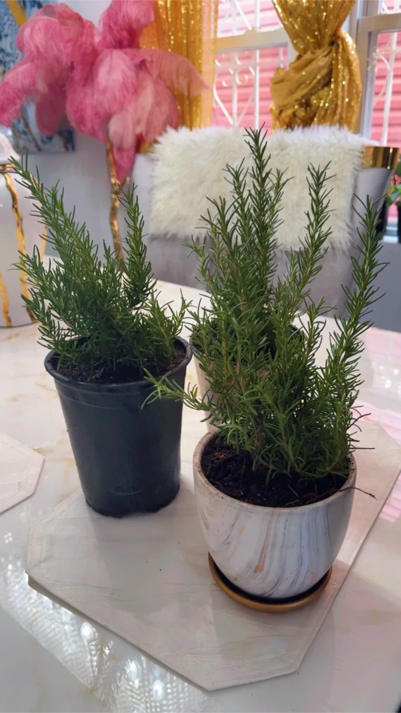 Potted Rosemary Plant image indicator(2)