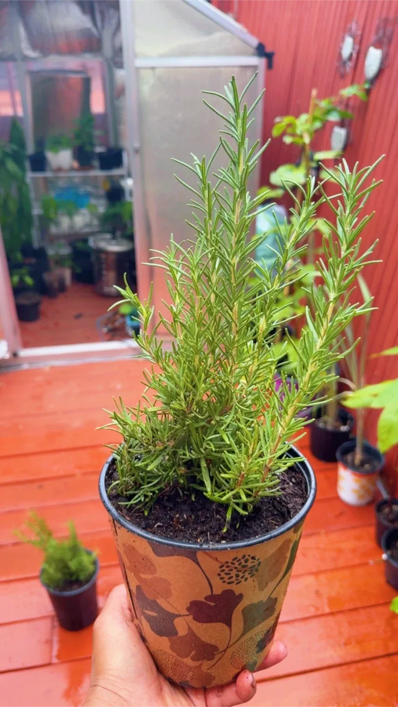 Potted Rosemary Plant image indicator(6)