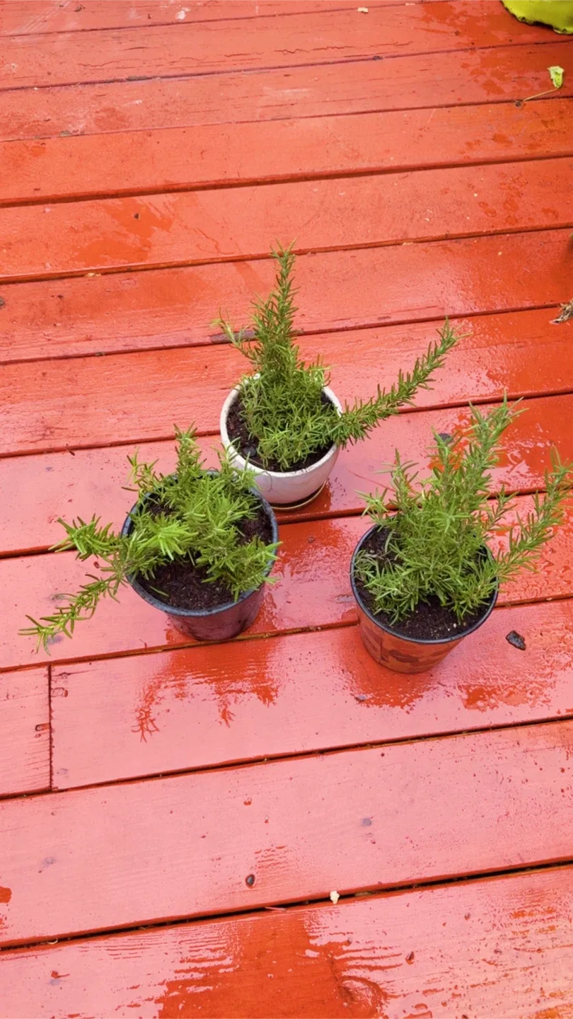 Potted Rosemary Plant image indicator(5)