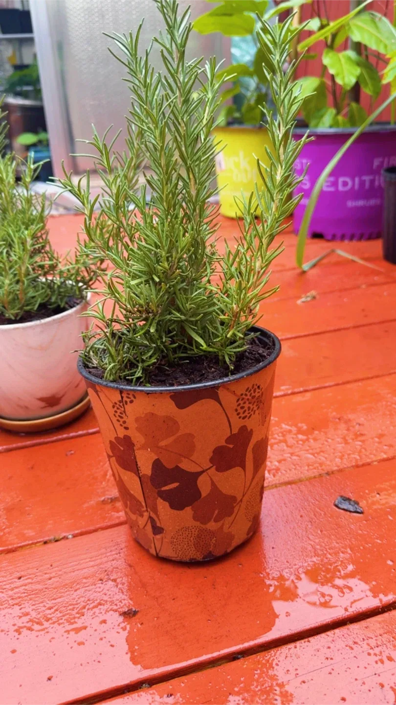 Potted Rosemary Plant image indicator(3)