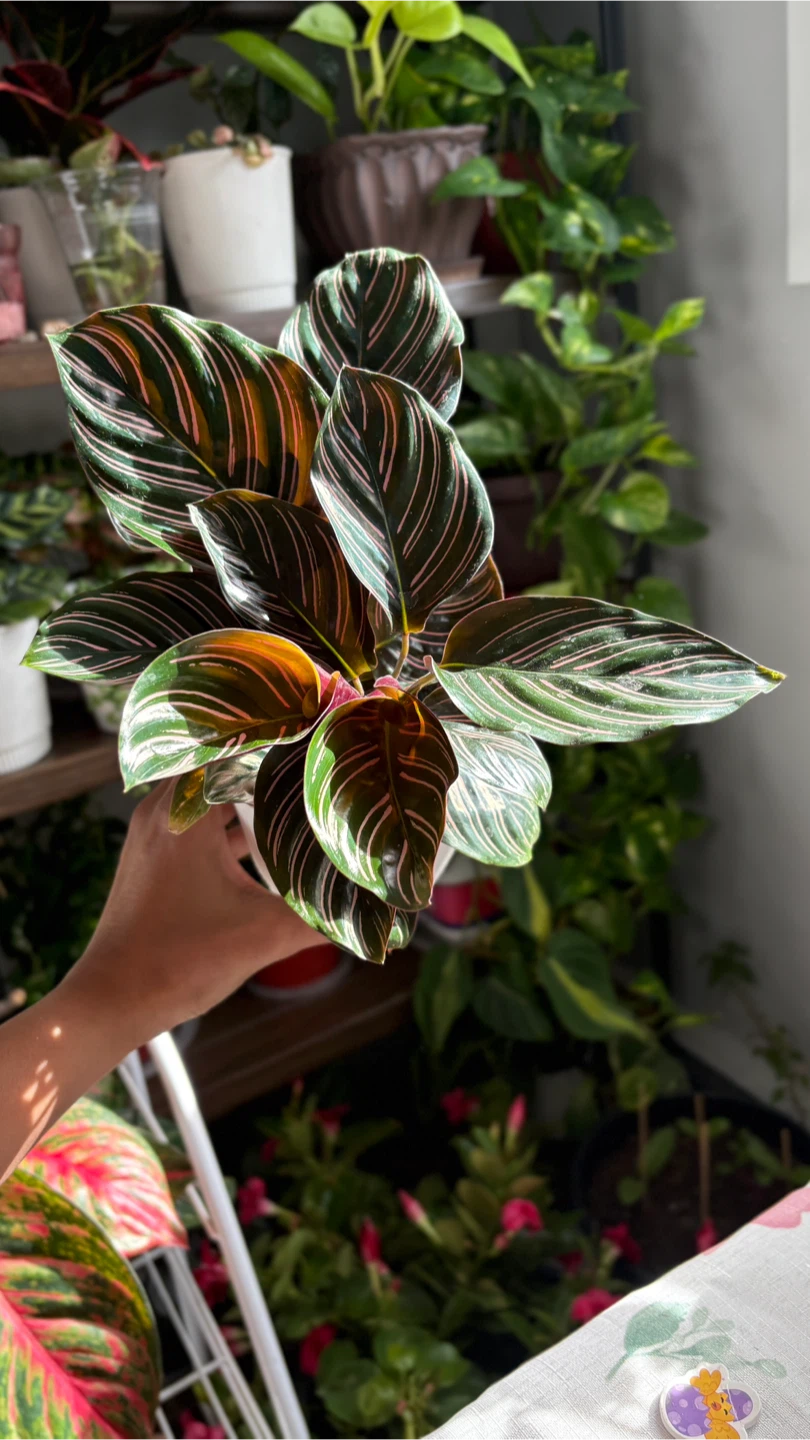 Calathea Ornata