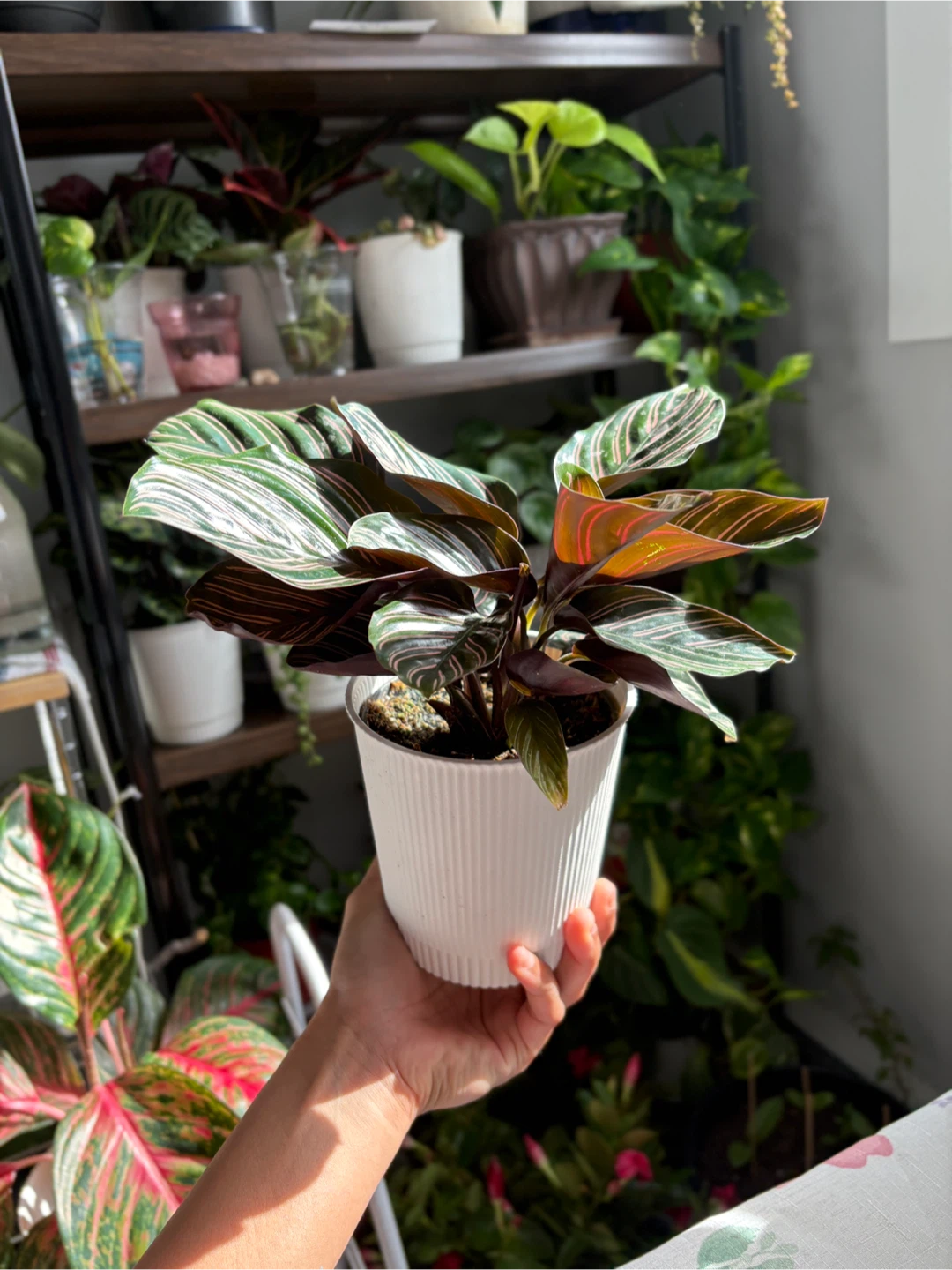 Calathea Ornata - photo 3