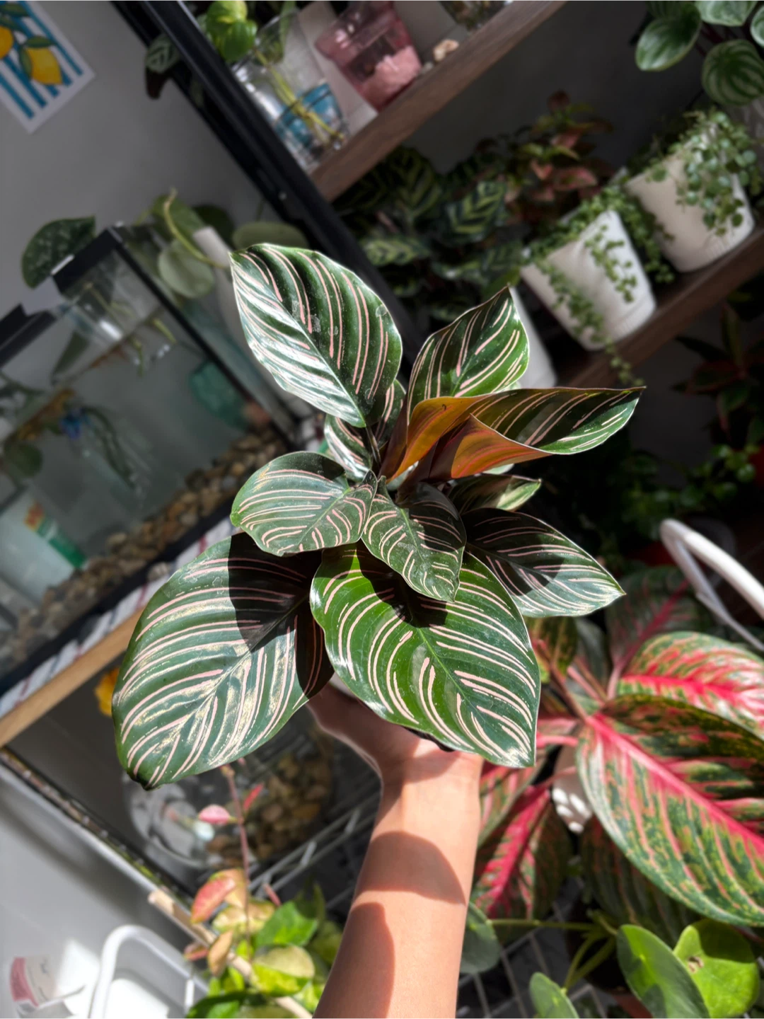 Calathea Ornata - photo 2