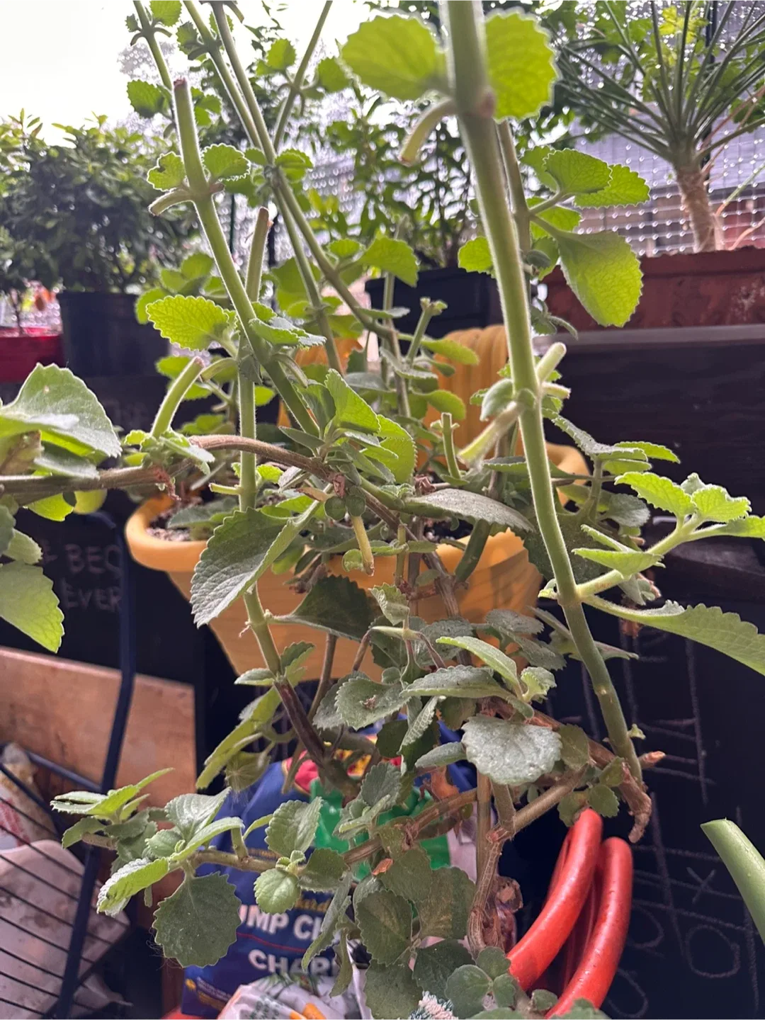 Spanish oregano cuttings thumbnail