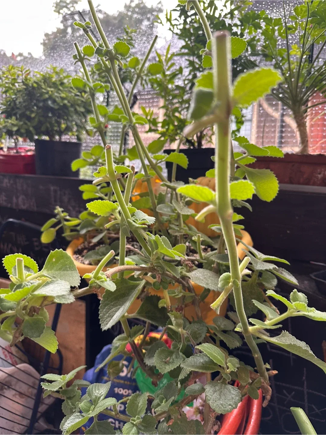 Spanish oregano cuttings image indicator(2)